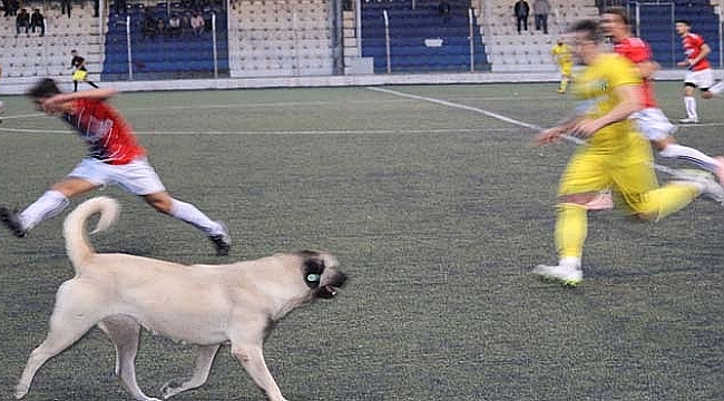 Köpeğin futbol aşkı