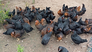 Büyükşehir’den yüzde 50 hibeli gezen tavuk desteği