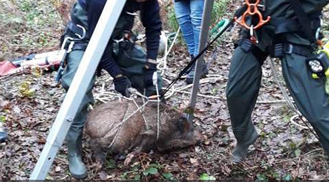 Ormanda kuyuya düşen domuz kurtarıldı