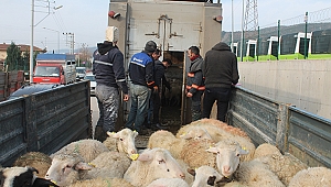 Üç girişimciye 102 koyun desteği 