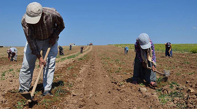 Kocaeli'de çiftçilere yıllık 34 milyon gelir sağlandı