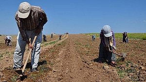 Kocaeli'de çiftçilere yıllık 34 milyon gelir sağlandı