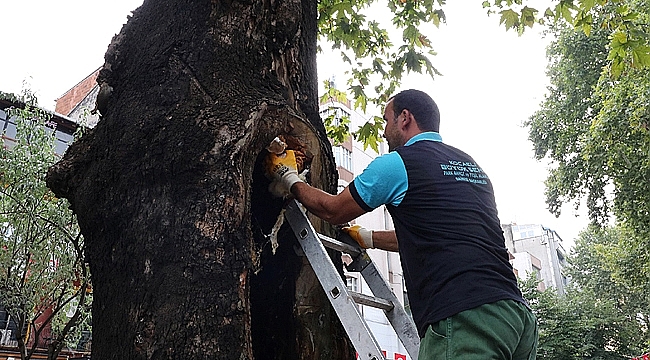 Asırlık ağaçların tedavisi sürüyor