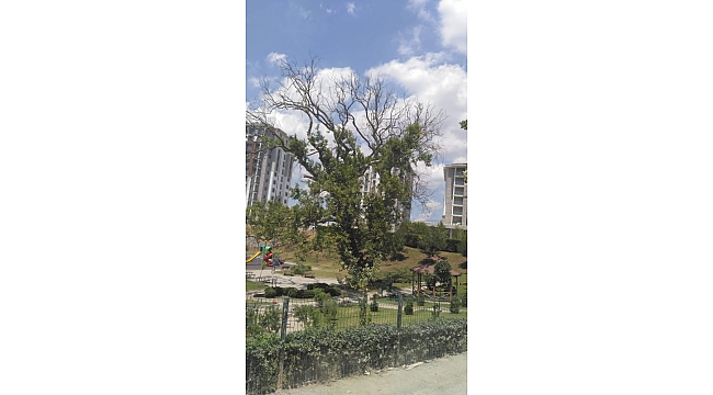   Gebze’de Çınar Ağaçları çürüyor!