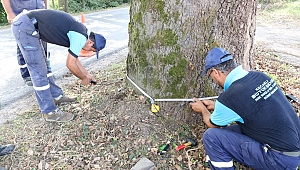 Anıt ağaçlara tedavi için rapor hazırlanıyor