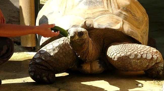 Türkiye'nin en yaşlı kaplumbağası 'tuki'