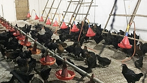 Çiftçilere gezen tavuk desteği
