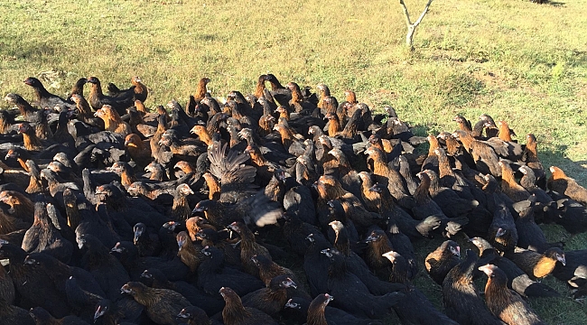 Çiftçilere 9 bin gezen tavuk desteği