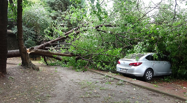 Ağaç, park halindeki otomobillerin üzerine devrildi