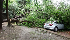 Ağaç, park halindeki otomobillerin üzerine devrildi