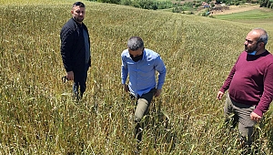 Büyükşehir’den, doludan tarlaları zarar gören çiftçilere destek