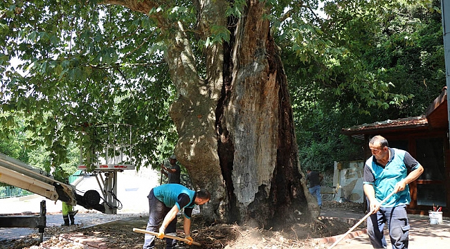 İzmit’teki asırlık Çınar ağacının bakımı yapılıyor