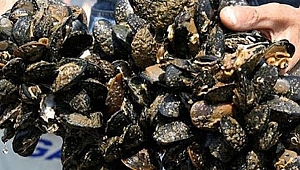 Yasa dışı avlanan 150 kilo midye denize bırakıldı