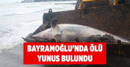 Bayramoğlu'nda ölü yunus bulundu