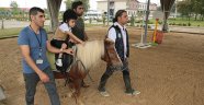Engelli çocuklar, 'Pony'lerle yaşama sarılıyor